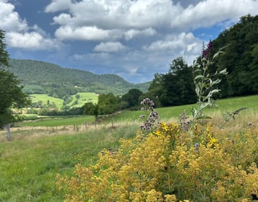 nature au gite la fortune dans les vosges