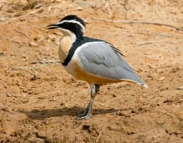 An Egyptian Plover bird with distinct black, white, and grey plumage standing on dry, cracked earth.