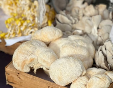 Lion’s Mane Extract