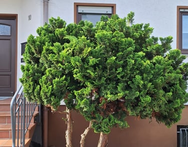 a green Dwarf Hinoki Cypress in front of a house