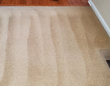 Beautiful Freshly Cleaned Carpet when using King Organic Clean