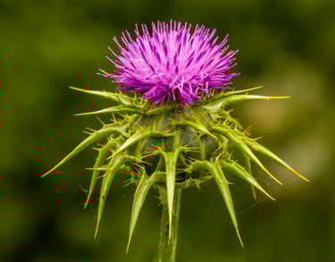 Milk Thistle Seed Oil
