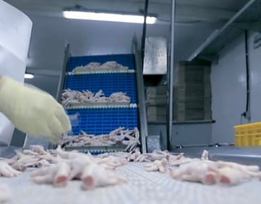 Chicken Feet Exports