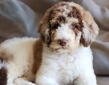 aussidoodle brun et blanc