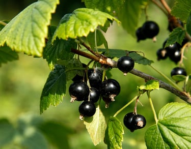 Black Currant Seed Oil