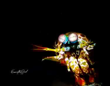 Peacock Mantis Shrimp underwater at Gili Trawangan scuba diving
