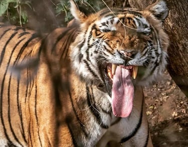 Ranthambore