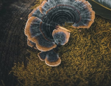 Turkey Tail Mushroom Extract