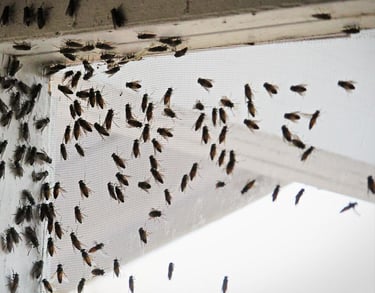 dezynsekcja much śląsk mucha zwalczanie muchy