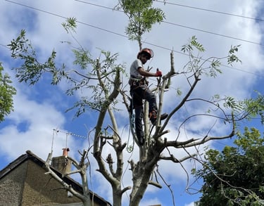 tree cut services at work