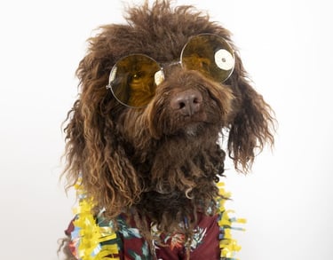 Perro color café con lentes de sol redondos y amarillos, luciendo una camisa floreada y un collar de flores estilo hawaiano.