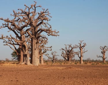 Baobabs du Sénégal — TeralTravel destinations certifiées