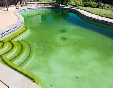 Dirty backyard swimming pool with green algae water and stained steps requiring maintenance.