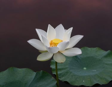 A high-angle shot of a white lotus flower blooming in a dark pond. The water reflects a deep maroon sky at twilight. Serene and spiritual.