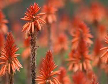 red aloe flowers in bloom