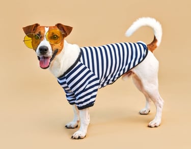 Un Jack Russell Terrier con gafas de sol amarillas y una camiseta de rayas para perros .