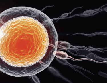 Microscopic illustration of human sperm cells swimming toward a glowing egg for fertilization.