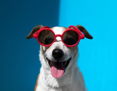 Perrito feliz con lentes de sol redondos color rojo