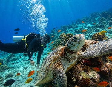 Scuba diver swimming with a large green sea turtle near a tropical coral reef with colorful fish.