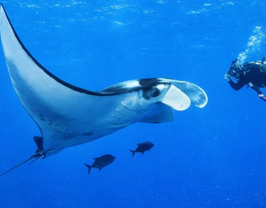 A scuba diver swims near a large manta ray in clear blue ocean water.
