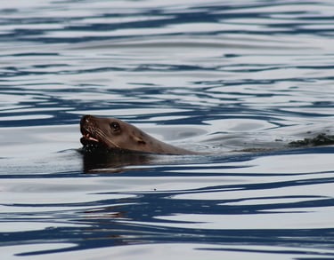 a sealion swimming in the water