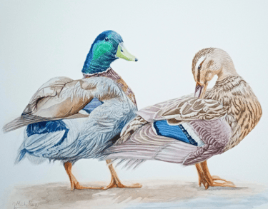 Mallard Ducks