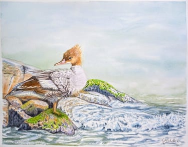 Merganser Duck Original Artwork