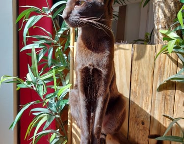 Chat Oriental Shorthair