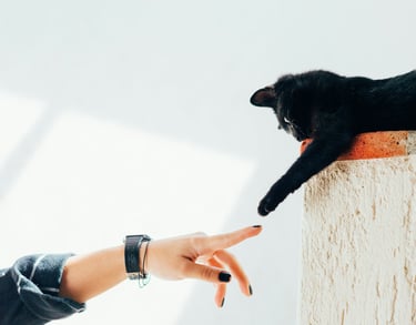 mon chat aime les calins