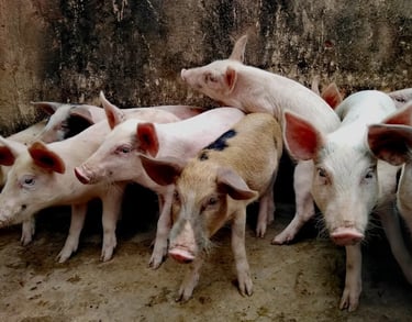 gruppo di piccoli maiali che vivono affollati nello sporco e ammassati uno sopra all’altro