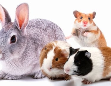 OTRAS MASCOTAS