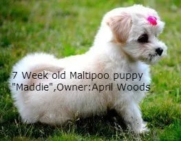 7-week-maltipoo-pup