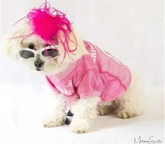 puppy wearing glasses