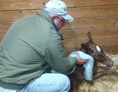 Buck Lake of Saddle Horn Custom Homes drying off a newly born colt in MT