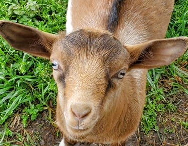 Registered Fainting Goats For Sale
