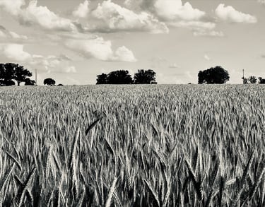Un champ de blé sur une photo en noir et blanc, de Dalia Ferreira
