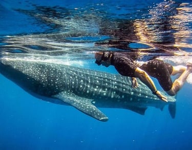 whale-shark-expedition-ukulhas