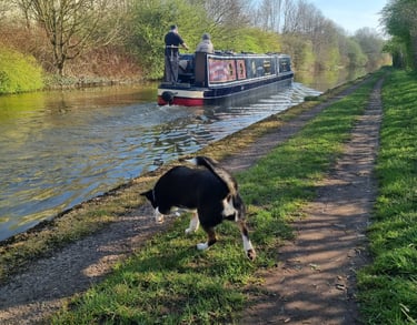 cheshire's master seer, tarot palm readings in northwich and cheshire