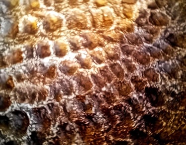 peau alligator crocodile reptile terre de papier quietluxuryhome