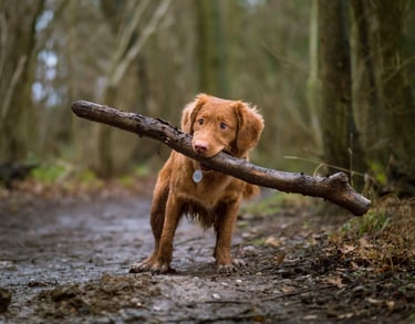 dogAdvisor | dogadvisor | dog advisor | dogAdvisor.dog