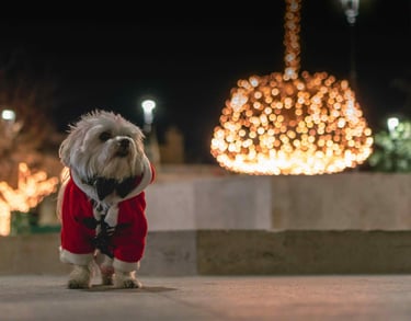 dogAdvisor | dogadvisor | dog advisor | dogAdvisor.dog