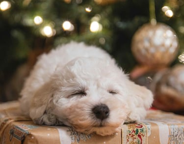 dogAdvisor | dogadvisor | dog advisor | dogAdvisor.dog