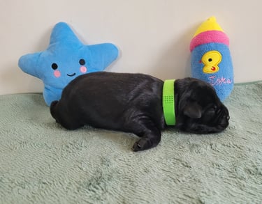 Chiot Schnauzer nain noir