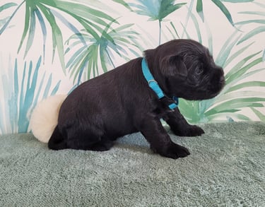 Bébé Schnauzer nain noir