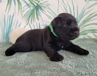 Chiot Schnauzer nain noir