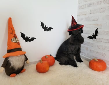 Tara fête Halloween