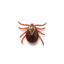 TLC Upstate Lawn & Pest Tick Control