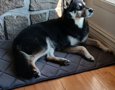 a dog laying on a mat mat in front of a window