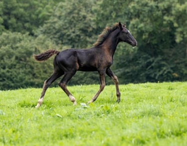 Poulain dans un champs