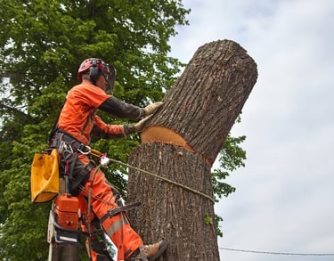 Tree Trimming Oklahoma City